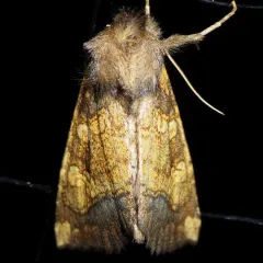 Burdock Stem Borer Moth thumbnail 1