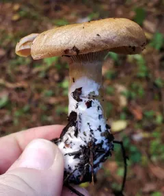 Celandine Milkcap thumbnail 2