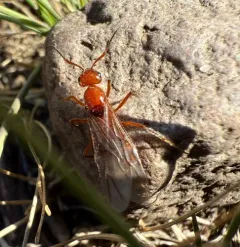 Hill Mound Ant thumbnail 2