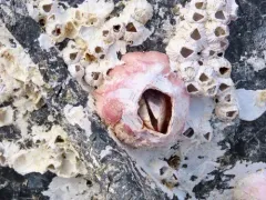 Triangle Barnacle thumbnail 1