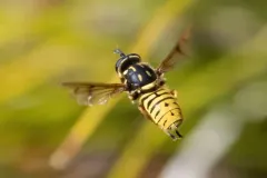 Short-horned Yellowjacket Fly thumbnail 3