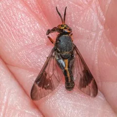 One-striped Deer Fly thumbnail 4