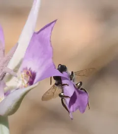 Silver-tailed Petalcutter thumbnail 3