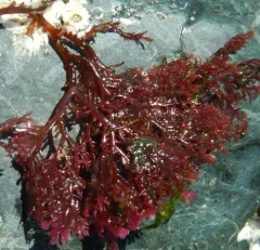 Sea Comb thumbnail 2