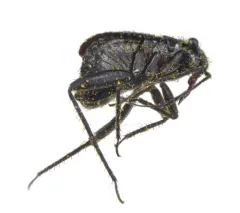 hairy plant bug thumbnail 2