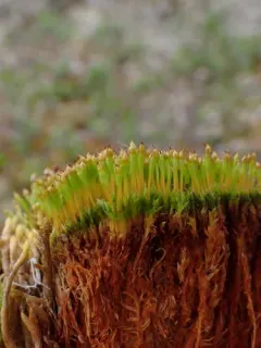 pale nitrogen moss thumbnail 2