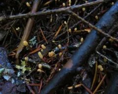 Heyderia abietis thumbnail 4