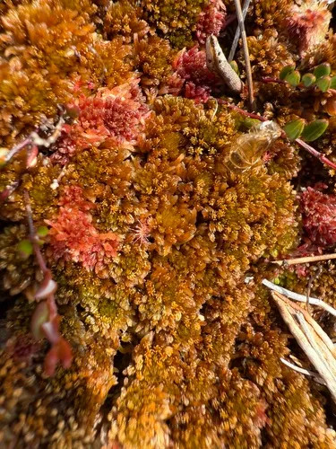 Sphagnum beothuk