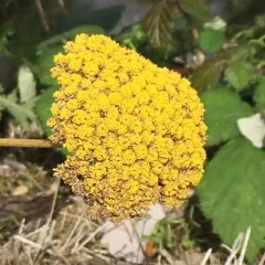 Fern-leaf Yarrow thumbnail 2