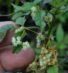 Field Dodder thumbnail 3