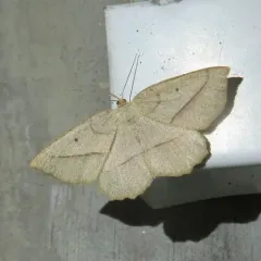Least-marked Euchlaena Moth thumbnail 4