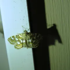 Nymphula Moth thumbnail 4