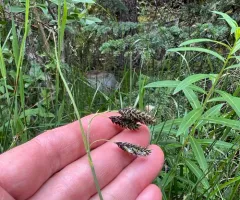 scabrous black sedge thumbnail 4