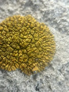 Broken Yolks thumbnail 2