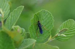 Hoplismenus morulus thumbnail 2