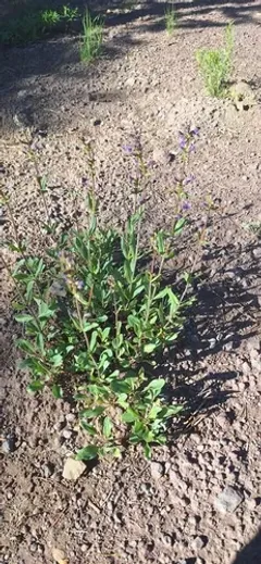 Blueleaf Beardtongue thumbnail 3