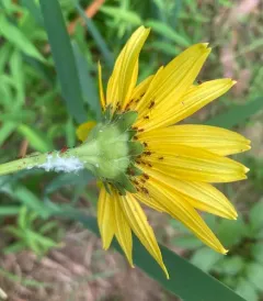 Dusky-tailed Sunflower Aphid thumbnail 4