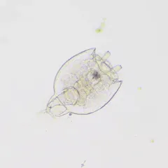 Platyias quadricornis thumbnail 4