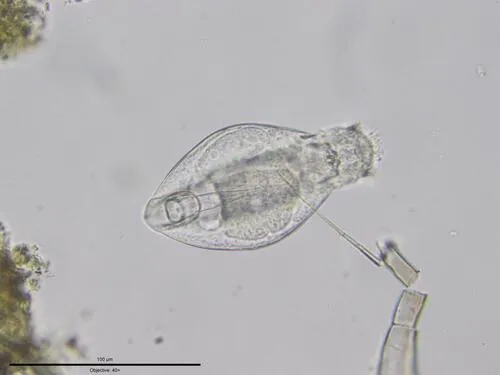 Lepadella rhomboides