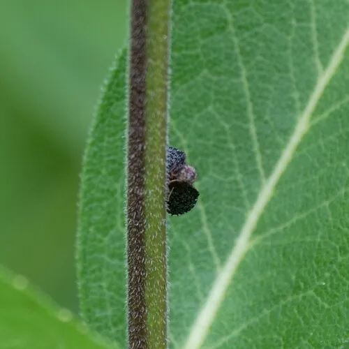 Eutreta rotundipennis
