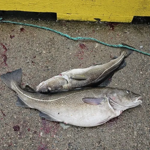 Atlantic Cod