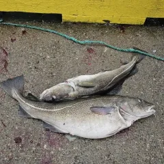 Atlantic Cod thumbnail 1