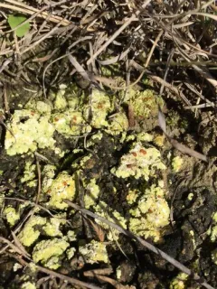 Bracted Sulphur Lichen thumbnail 4