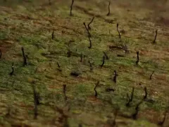 Exophiala calicioides thumbnail 2