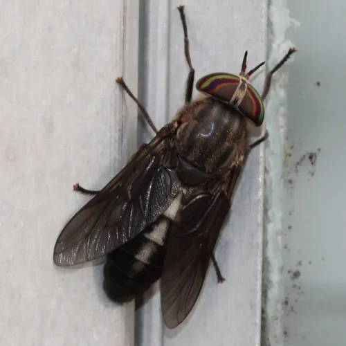 White-arrowed Horse Fly