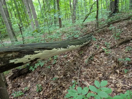 Ceriporiopsis subvermispora