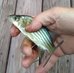 Yellow Bass thumbnail 1
