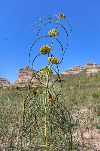 Engelmann's milkweed