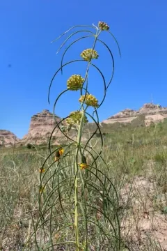 Engelmann's milkweed thumbnail 1