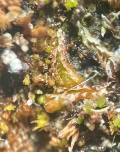 Lesser Notchwort thumbnail 3