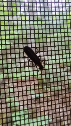 Podabrus brunnicollis thumbnail 3