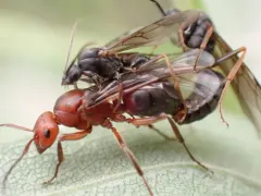 Northern Red Wood Ant thumbnail 4