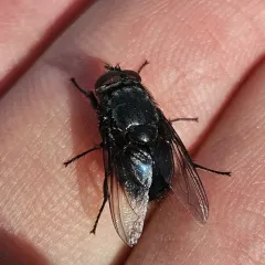 Orange-bearded Bluebottle Fly thumbnail 2