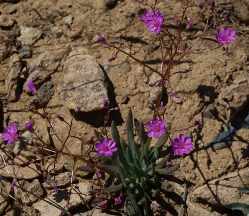 Quill-leaf Lewisia