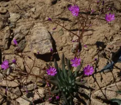Quill-leaf Lewisia thumbnail 1