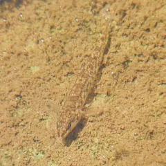 Northern Tessellated Darter thumbnail 4