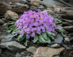 Pallas' Wallflower thumbnail 3