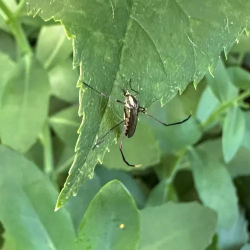 Psorophora horrida