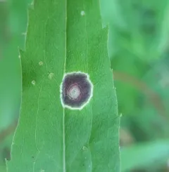 Asteromyia Gall Midge Fungus thumbnail 3
