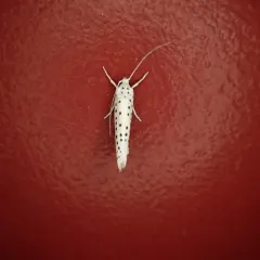 American Ermine Moth thumbnail 4