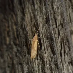 Yellow Net-spinning Caddisfly thumbnail 4