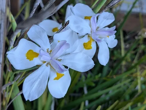 Large Fortnight Lily