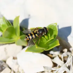 Broad-banded Aphideater thumbnail 4