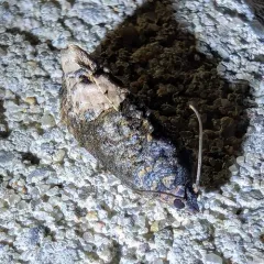 Locust Twig Borer Moth thumbnail 3