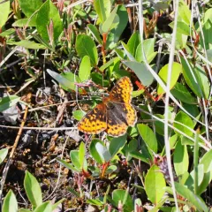Frigga Fritillary thumbnail 2