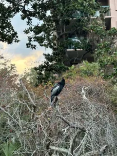 Anhinga thumbnail 3